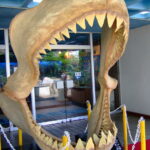 メガロドンより巨大？クジラより遥かに大きい海洋生物が生存か！